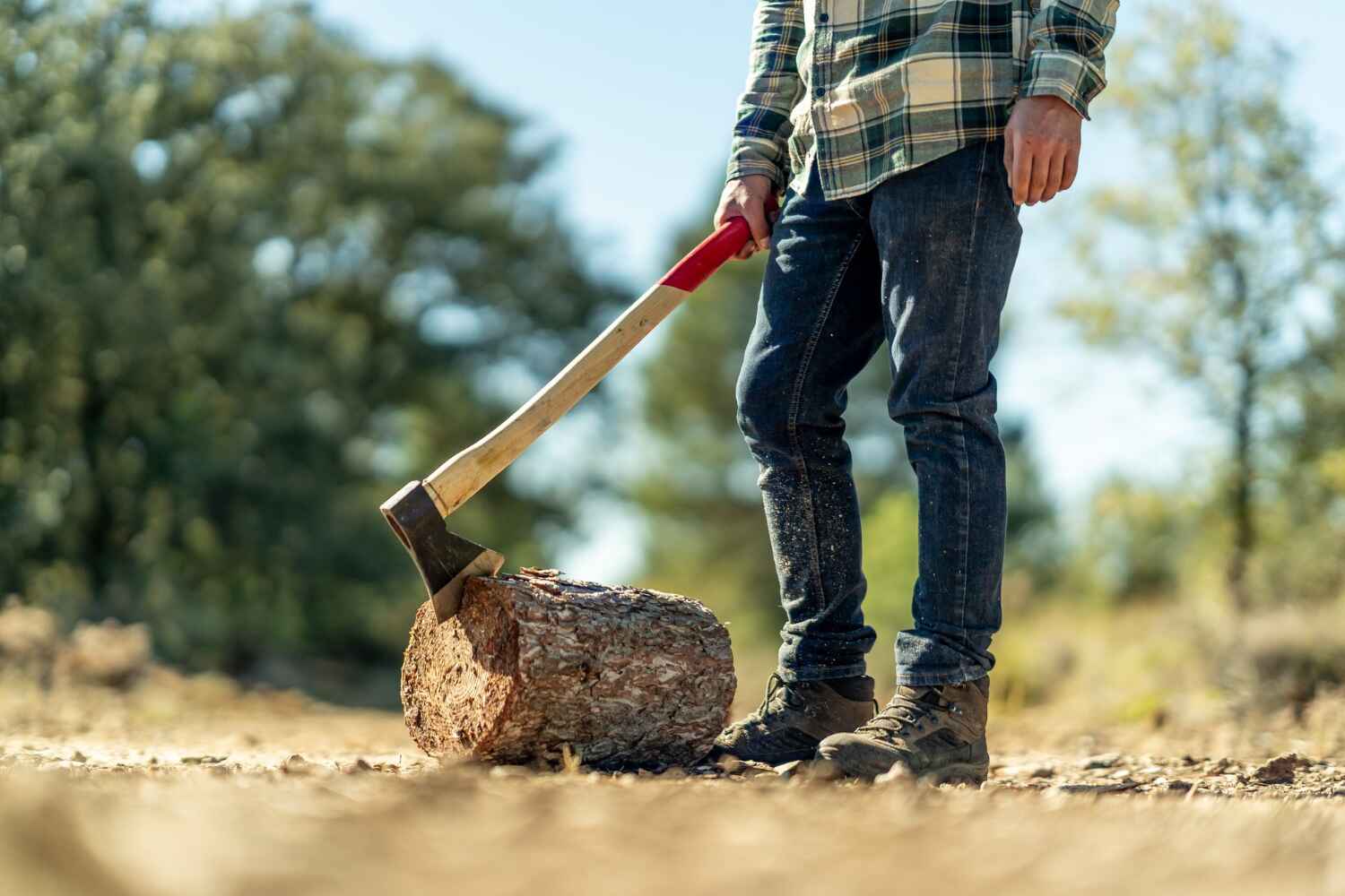 Large Tree Removal